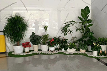 绿植租摆