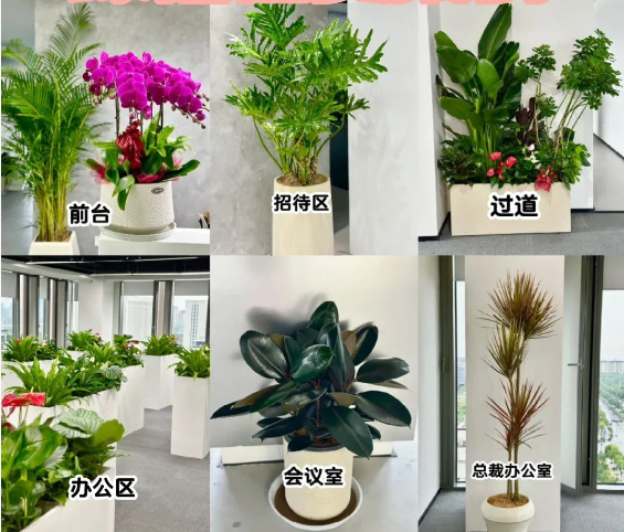 合肥绿植租赁公司电话