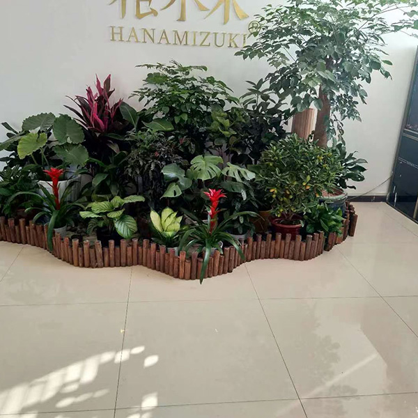 合肥绿植租赁