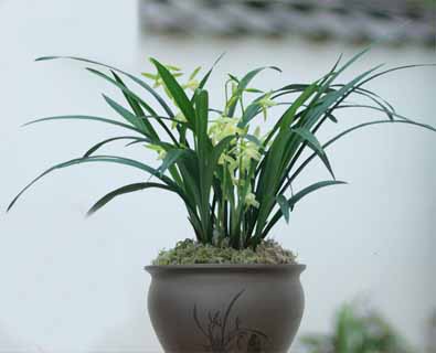 绿植租赁电话